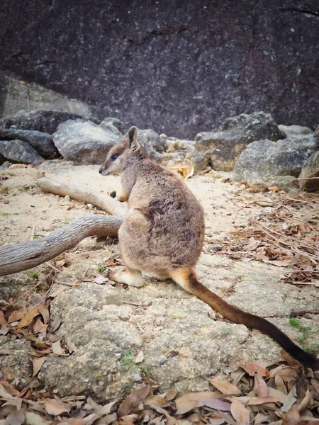 Wallaby Roca Salvaje Mareeba Queensland Australia — Foto de Stock