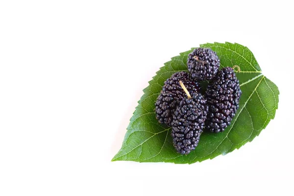 Mulberries Suculentas Frescas Folha Amoreira Fundo Branco — Fotografia de Stock