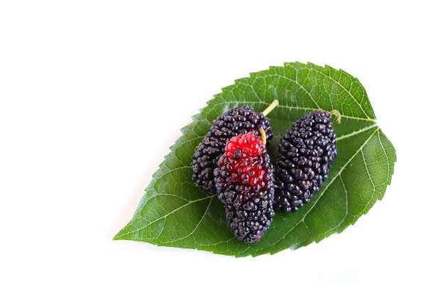 Mulberries Suculentas Frescas Folha Amoreira Fundo Branco — Fotografia de Stock