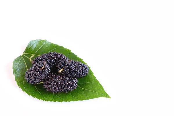 Mulberries Suculentas Frescas Folha Amoreira Fundo Branco — Fotografia de Stock