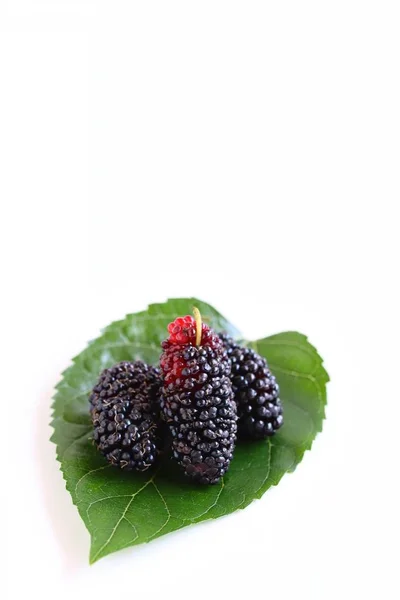 Mulberries Suculentas Frescas Folha Amoreira Fundo Branco — Fotografia de Stock