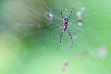 Altın Küre Web Örümcek Web, Brisbane, Avustralya 