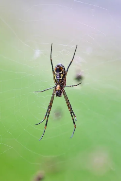 Golden Orb Web Spider Web Брисбен Австралия — стоковое фото