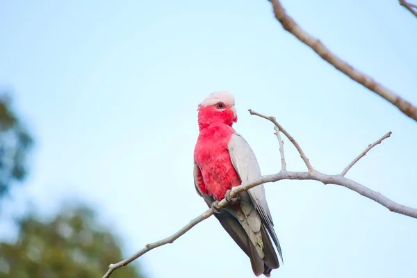 Galah 坐在树上 昆士兰 澳大利亚 — 图库照片