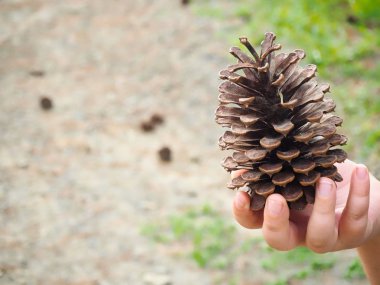 Büyük çam kozalağı tutan çocuk
