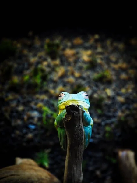 Австралийская Зеленая Лягушка Отдыхает Ветке Дерева — стоковое фото