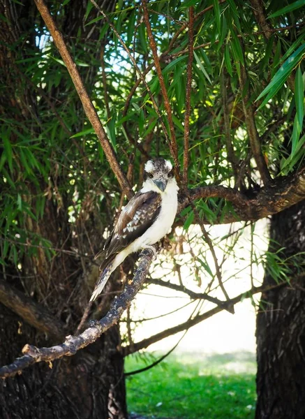 Kookaburra 坐在树上 澳大利亚 — 图库照片