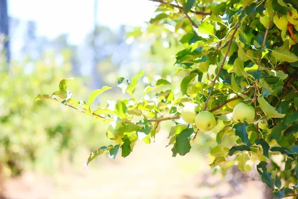 澳大利亚斯坦索普的幼苹果树上生长 — 图库照片