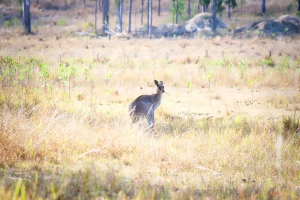 Kangur Patrząc Wstecz Polu Queensland Australia — Zdjęcie stockowe