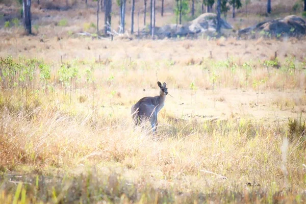 Canguro Gris Oriental Mirando Hacia Atrás Campo Queensland Australia — Foto de Stock