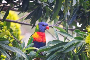 Güzel bir gökkuşağı Lorikeet Altın Penda ağacında, Queensland, Avustralya.