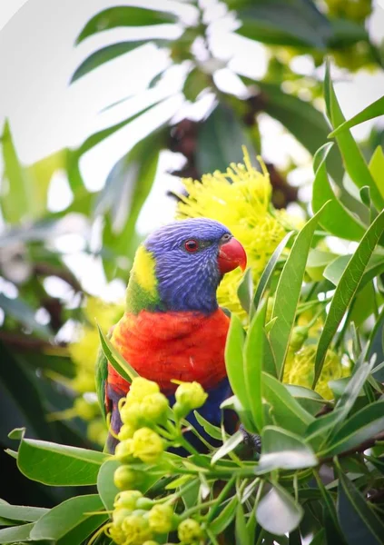 Hermoso Lori Arco Iris Salvaje Árbol Penda Dorada Queensland Australia — Foto de Stock