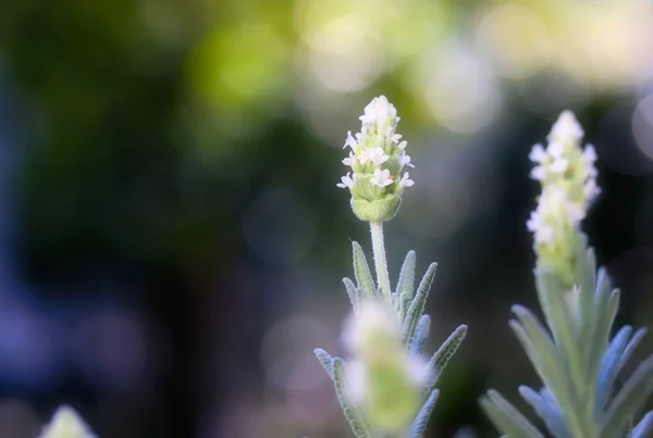 Białe Kwiaty Lawendy Sunlight — Zdjęcie stockowe
