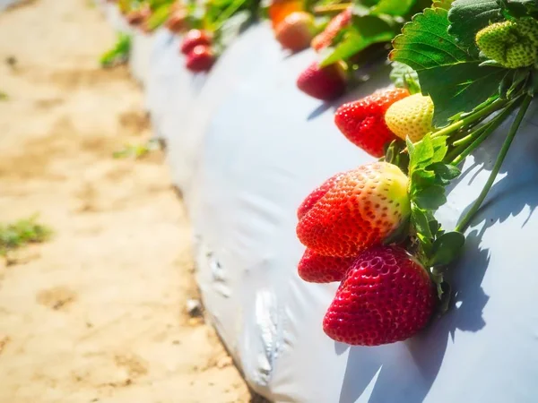 Quelques Grandes Fraises Fraîches Délicieuses Lumière Soleil Dans Une Ferme — Photo