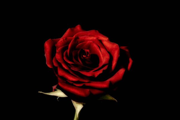 A close up photo of a beautiful red rose on black background.