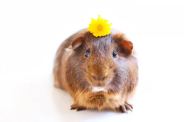 一只可爱的棕色宠物豚鼠的肖像 头上有蒲公英花 背景是白底花 — 图库照片