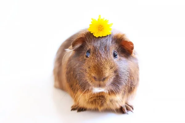 Retrato Animal Estimação Marrom Bonito Cobaia Com Uma Flor Dente — Fotografia de Stock