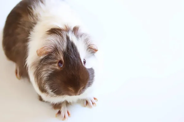 Portret Cute Brązowy Biały Świnka Świnka Białym Tle — Zdjęcie stockowe