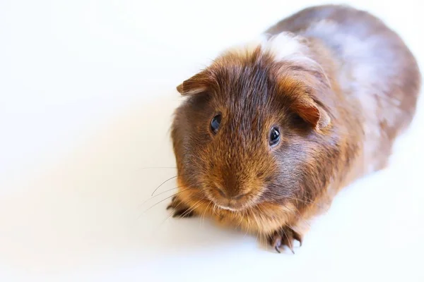 白色背景上可爱的棕色宠物豚鼠的肖像 — 图库照片