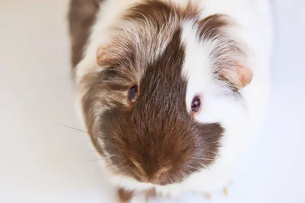 白色背景上可爱的棕色和白色宠物豚鼠的肖像 — 图库照片