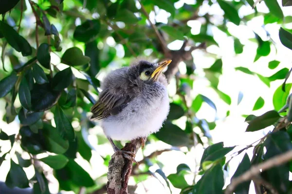 Portrait Cute Baby Noisy Miner Bird Branch Brisbane Australia — Stock Photo, Image