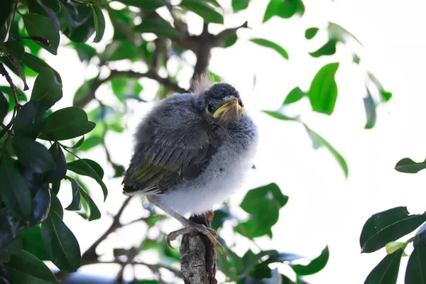 Портрет Милого Малыша Noisy Miner Bird Ветке Брисбен Австралия — стоковое фото