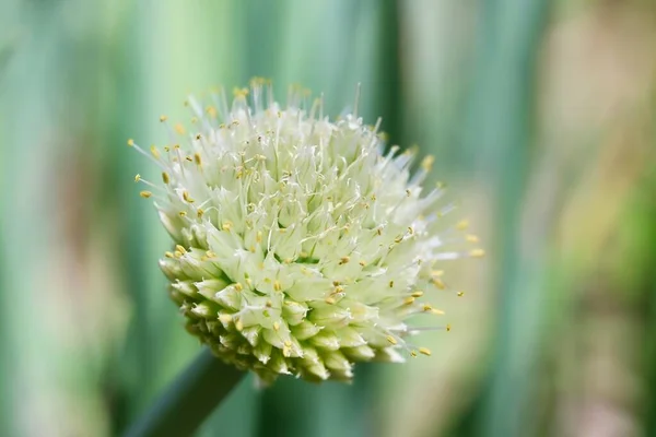 Close Shot Cute White Flower Spring Onion Sunlight — Stock fotografie