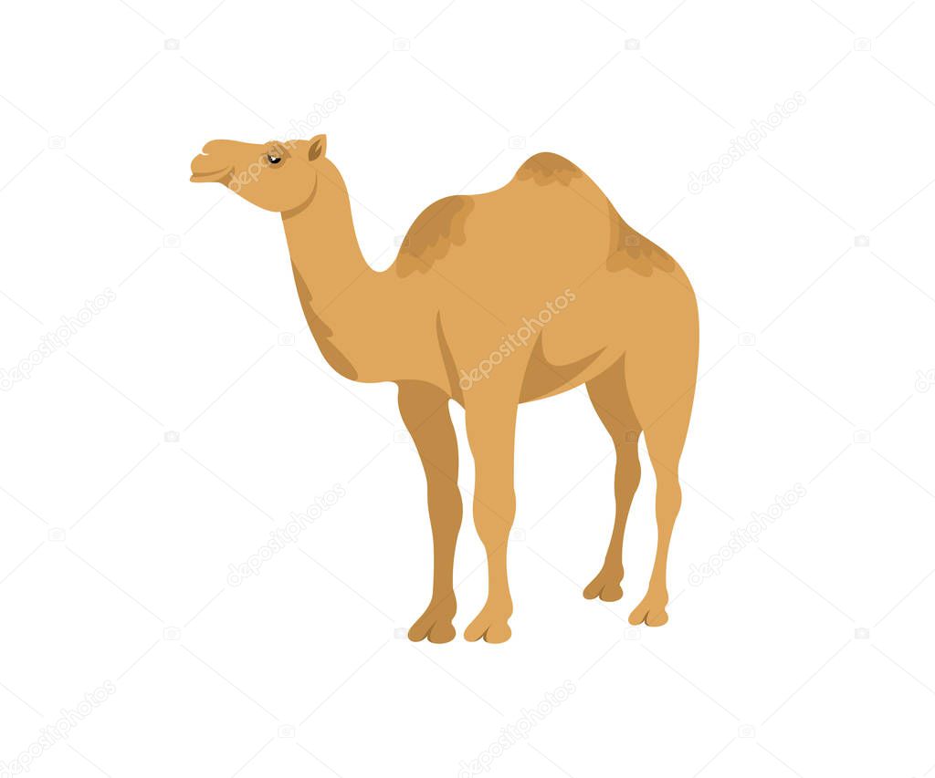 Camel dromedary, illustration. Desert animal and pet, wildlife and nature, vector design, icon