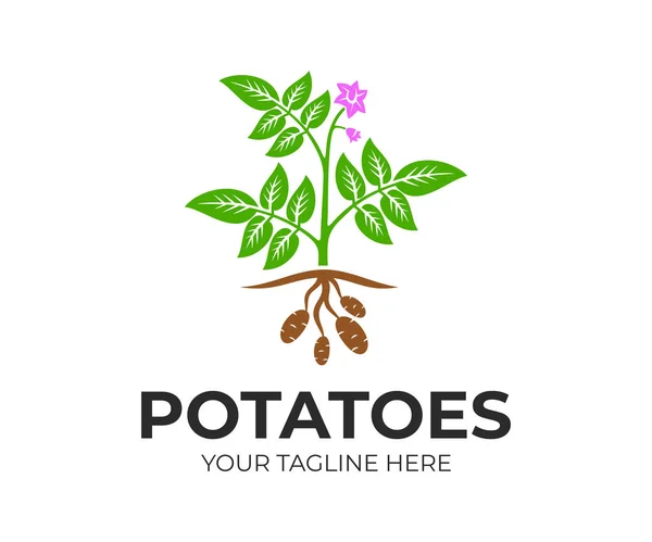 农业植物马铃薯用花卉和水果 标志设计 有机和天然马铃薯植物和食物 乡村或农业领域与土豆 载体设计和例证 — 图库矢量图片