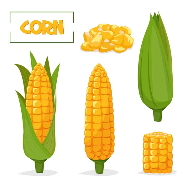Set Ripe Corn Cobs — Stock Vector