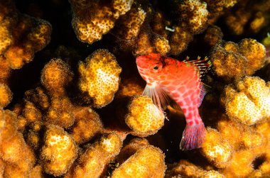 Resif balıkları cortez, Meksika denizden