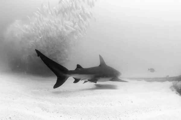 Bikacápa Carcharhinus Leucas Cortezi Tengeren Csendes Óceán Zátony — Stock Fotó