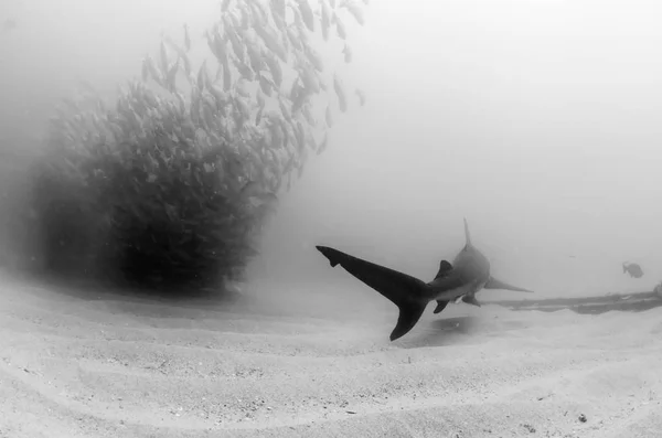 Tubarão Touro Carcharhinus Leucas Recifes Mar Cortez Oceano Pacífico — Fotografia de Stock