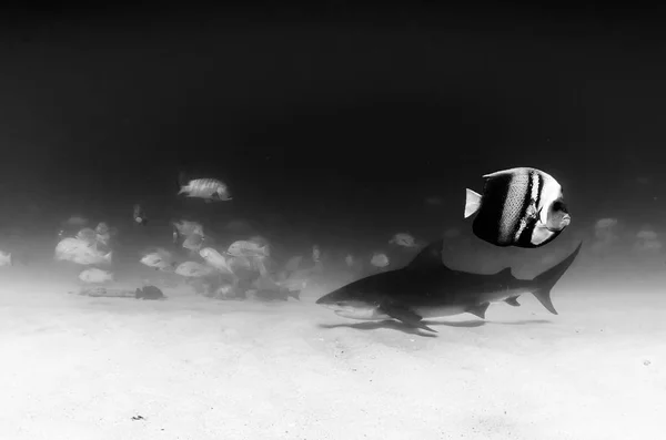 Bikacápa Carcharhinus Leucas Cortez Tengeren Csendes Óceán Zátonyok Mexikó — Stock Fotó