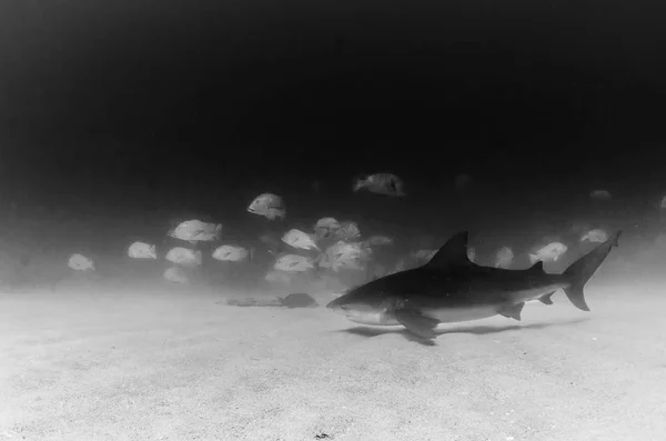 Tubarão Touro Carcharhinus Leucas Recifes Mar Cortez Oceano Pacífico México — Fotografia de Stock