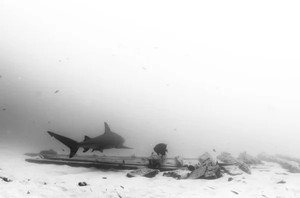 Tiburón Toro Carcharhinus Leucas Arrecifes Del Mar Cortés Océano Pacífico — Foto de Stock