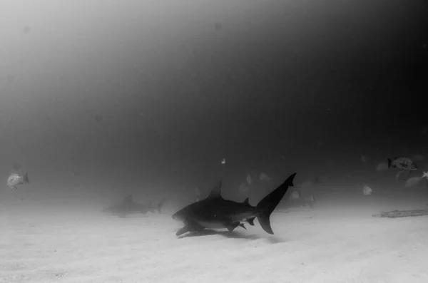 Squalo Toro Carcharhinus Leucas Scogliere Del Mare Cortez Oceano Pacifico — Foto Stock