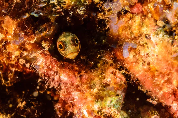 Reef Ψάρια Από Θάλασσα Του Κορτέζ Μεξικό — Φωτογραφία Αρχείου