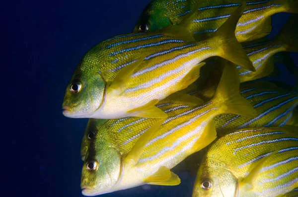 Panamic Porkfish Anisotremus Taeniatus 五颜六色的黄鱼在学校 Baitball 或龙卷风 海的奎 墨西哥 Pulmo — 图库照片