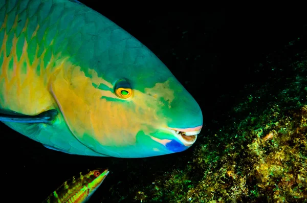 Pesce Pappagallo Che Nutre Naufragio Scogliere Del Mare Cortez Oceano — Foto Stock