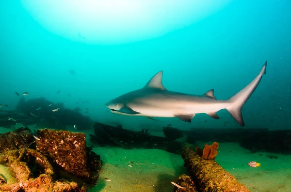 Bull Shark Carcharhinus Leucas Υφάλους Της Θάλασσας Του Κορτέζ Ειρηνικό — Φωτογραφία Αρχείου