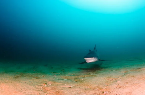 Bull Shark Dalam Bahasa Inggris Terumbu Karang Dari Laut Cortez — Stok Foto