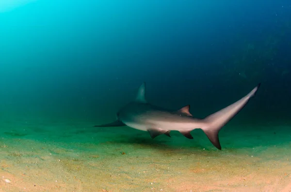 公牛鲨鱼 Carcharhinus Leucas 太平洋的海洋的珊瑚礁 墨西哥 — 图库照片