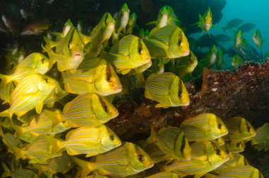 Panamic porkfish (Anisotremus taeniatus), okul, baitball veya fırtına, deniz Cortez renkli sarı balık. Cabo Pulmo, Baja California Sur, Meksika. Cousteau dünya akvaryum adlı.