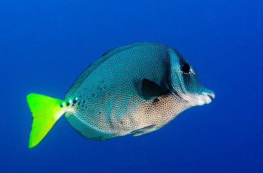 (Prionurus yılan) Sarıkuyruk Surgeonfish. kayalık deniz Cortez, Pasifik Okyanusu. Cabo Pulmo, Baja California Sur, Meksika. 