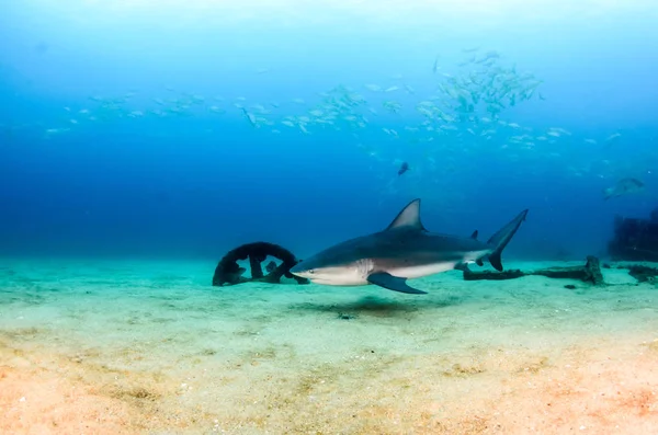 Bull Shark (Carcharhinus leucas). reefs of the Sea of Cortez, Pacific ocean. Mexico.