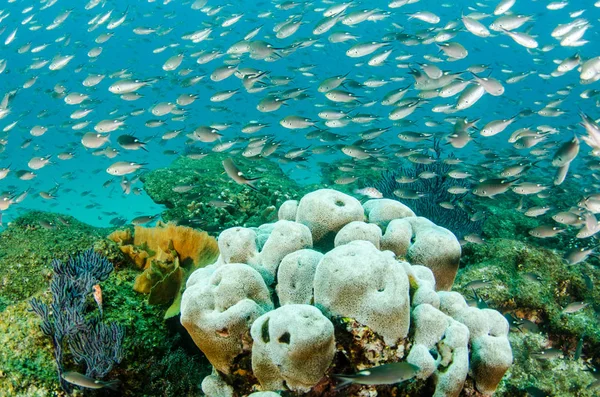 Korálový Útes Scénický Moře Cortez Baja California Sur Mexiko — Stock fotografie