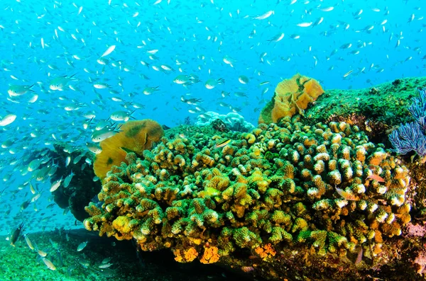 Coral Reef Scenics Cortezi Tengeren Baja California Sur Mexikó — Stock Fotó