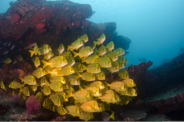 Панамическая Свинина Anisotremus Taeniatus Разноцветная Желтая Рыба Стаде Бейтбол Торнадо — стоковое фото