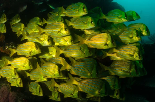 Panamic Porkfish Anisotremus Taeniatus Peixe Amarelo Colorido Uma Escola Baitball — Fotografia de Stock